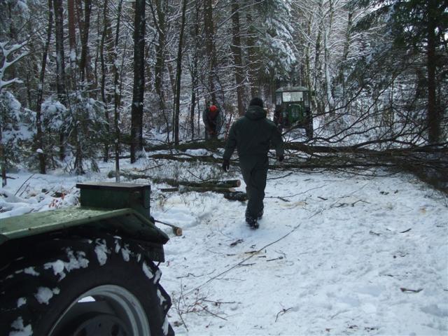 Baum korrekt gefallen